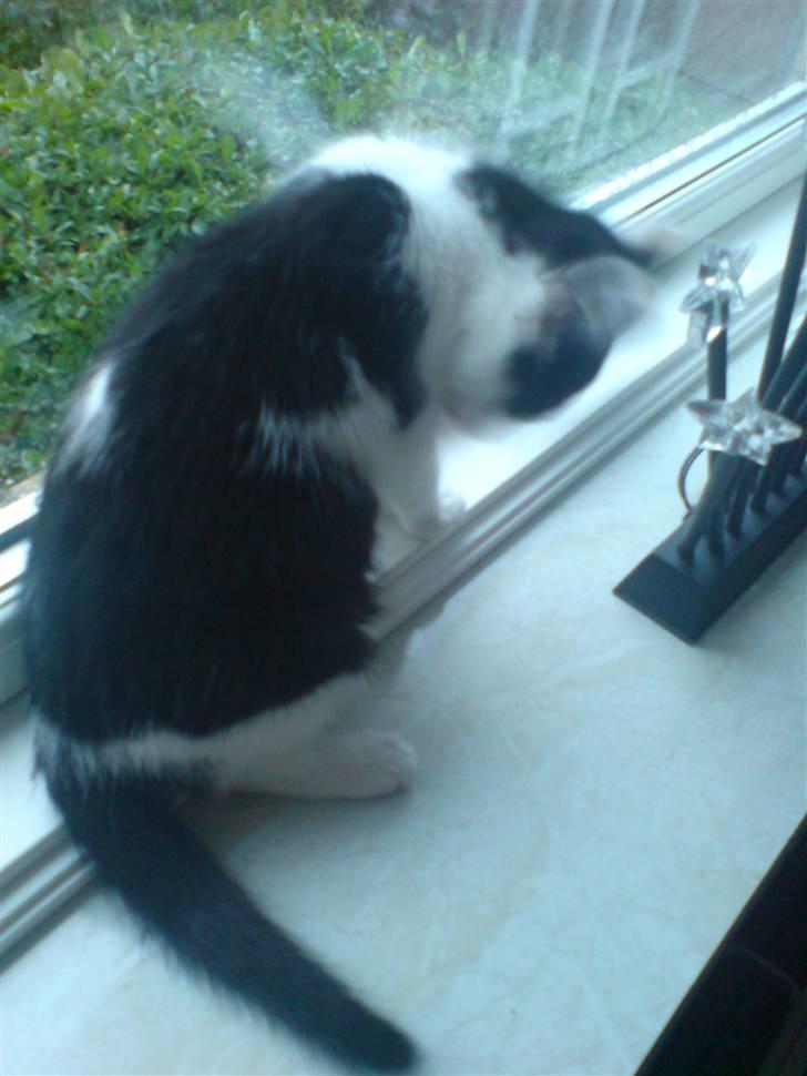 Blanding af racer Zorro - Vaske vaske :D billede 7