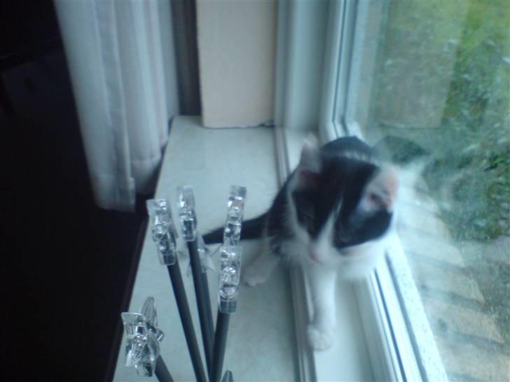 Blanding af racer Zorro - Han er kær :D billede 8