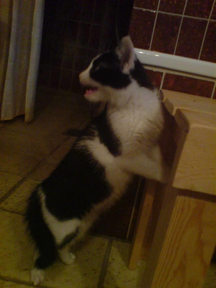 Blanding af racer Zorro - "mijav, jeg kan ikke lide toilettet":D billede 9