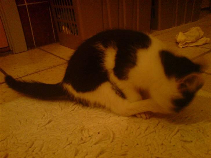 Blanding af racer Zorro - "slikke slikke, mine fødder skal være rene":D billede 10