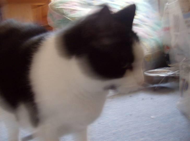 Huskat Kisser *flyttet* billede 13