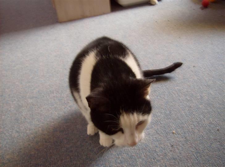 Huskat Kisser *flyttet* billede 14