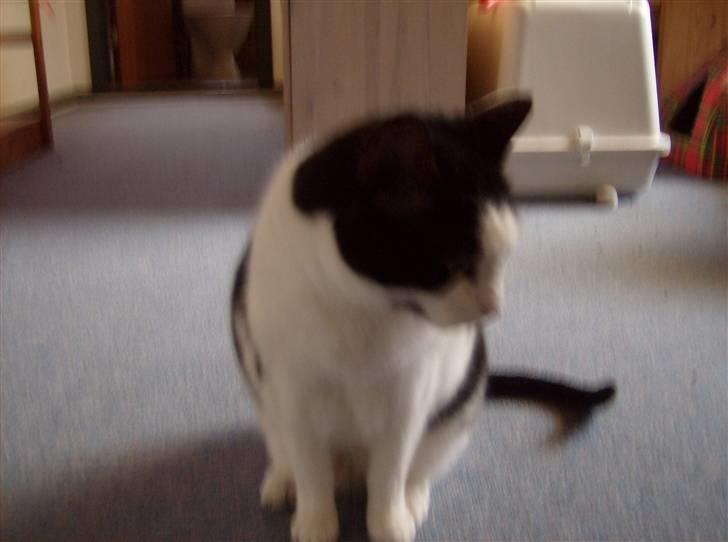 Huskat Kisser *flyttet* billede 15