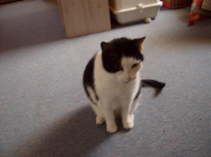 Huskat Kisser *flyttet* billede 16