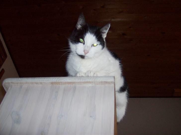 Huskat Kisser *flyttet* billede 19