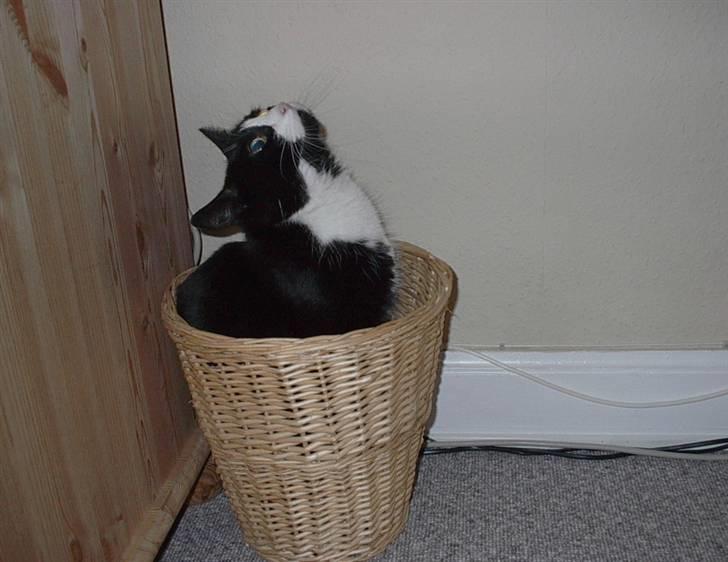 Huskat Sylvester billede 1