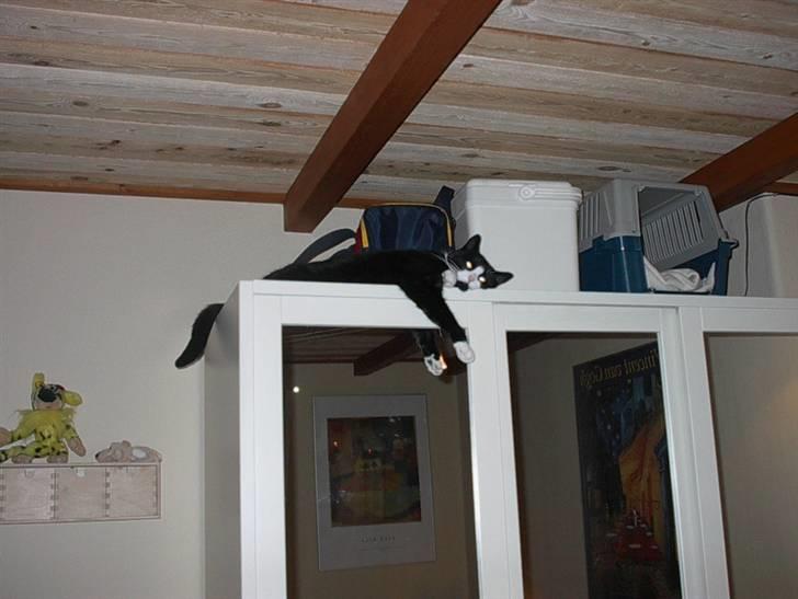 Huskat Sylvester billede 2