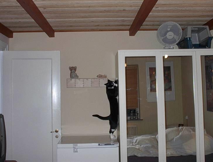 Huskat Sylvester billede 3