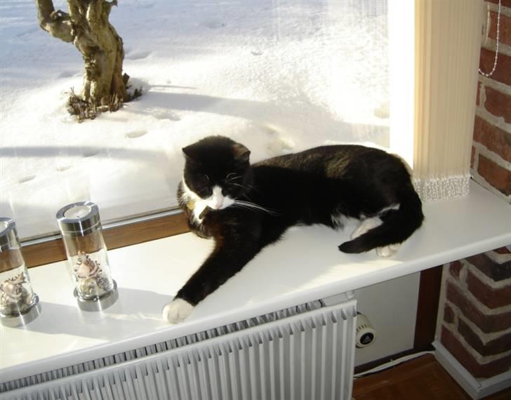 Huskat Sylvester billede 5