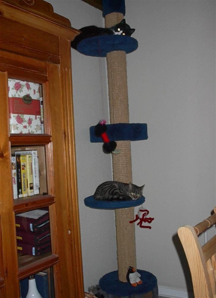 Huskat Sylvester billede 6