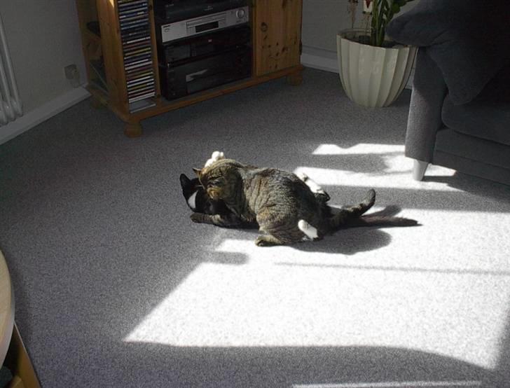 Huskat Sylvester billede 7