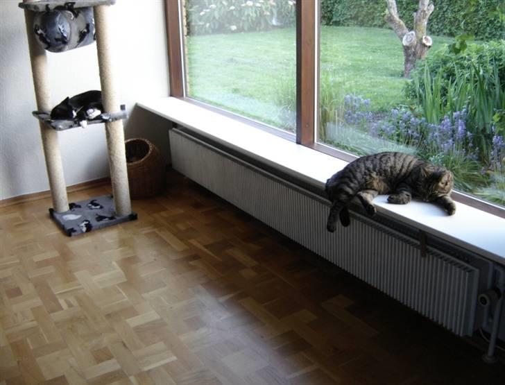 Huskat Sylvester billede 8