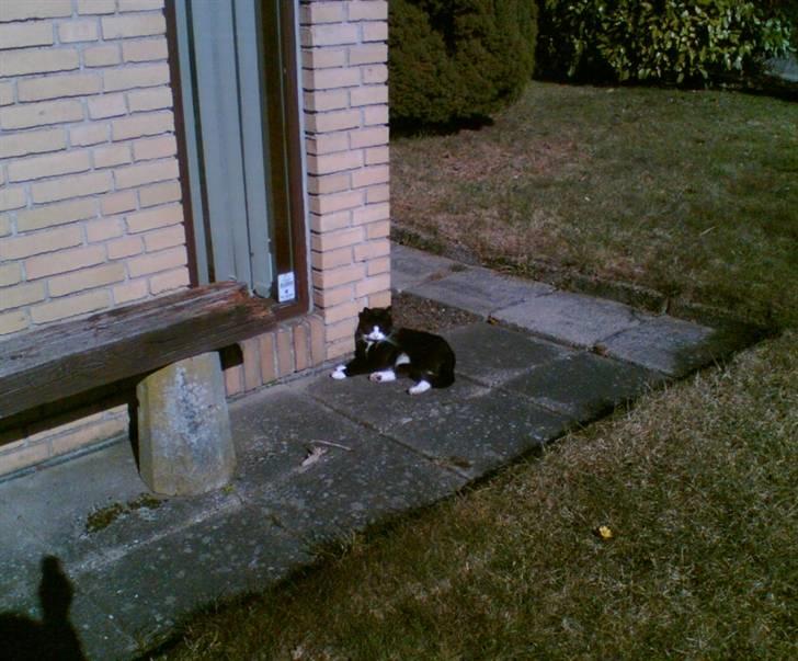 Huskat Sylvester billede 9