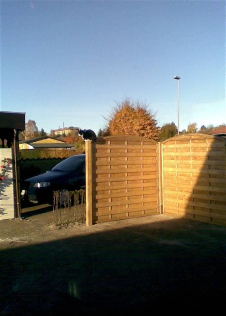 Huskat Sylvester billede 10