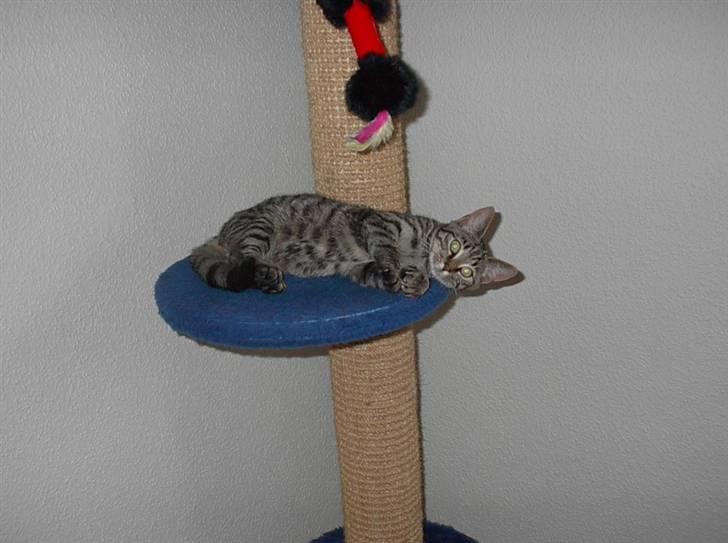 Huskat Simba billede 1