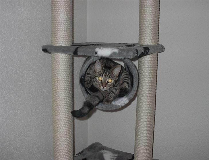 Huskat Simba billede 2