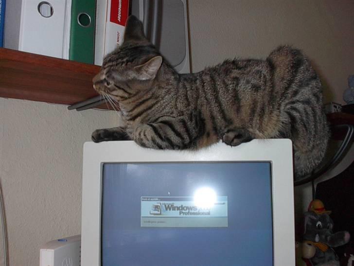 Huskat Simba billede 3