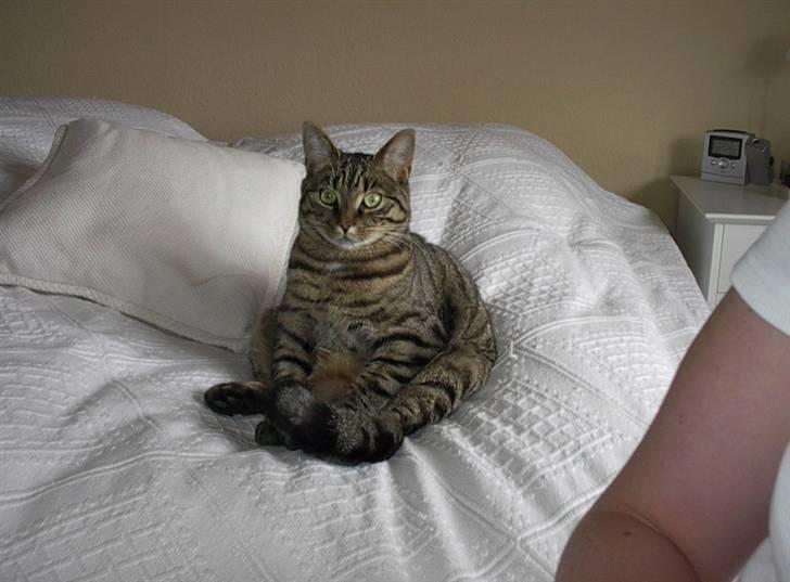 Huskat Simba billede 4