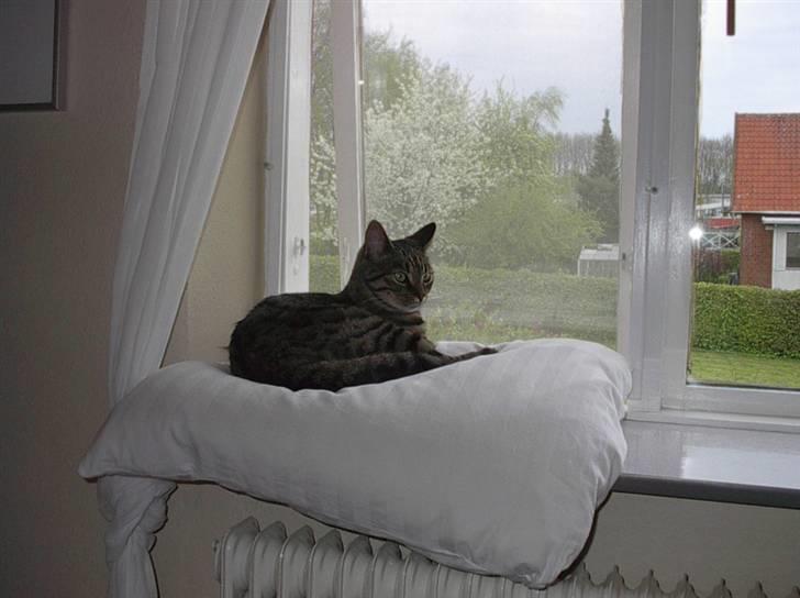 Huskat Simba billede 5