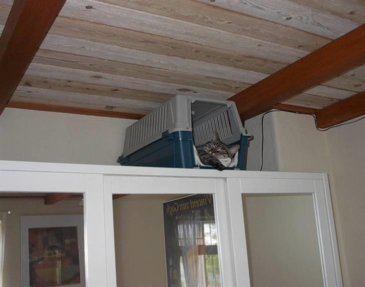 Huskat Simba billede 6