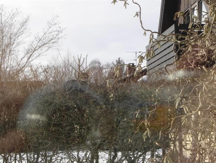 Huskat Simba billede 7