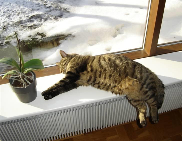 Huskat Simba billede 8