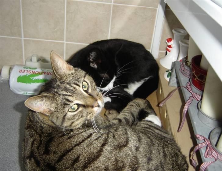 Huskat Simba billede 9