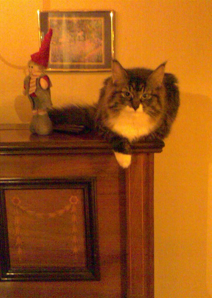 Blanding af racer Lindsay * flyttet* - Lille Lindsay på Klaveret billede 8