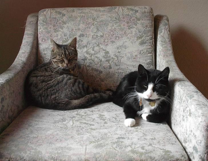 Huskat Simba billede 10