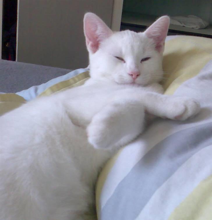 Blanding af racer Grisling/Zimba billede 14