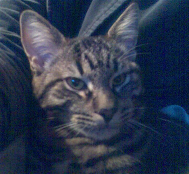 Blanding af racer Cheetah  (hjemme igen) billede 11