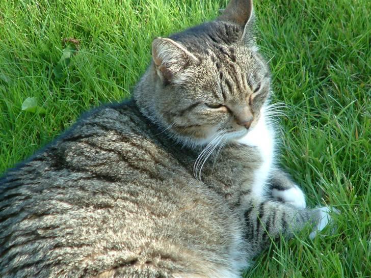 Huskat Mulimis <3 Hvil i fred <3 billede 1