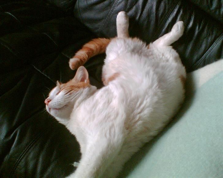 Huskat Garfield <3 billede 1