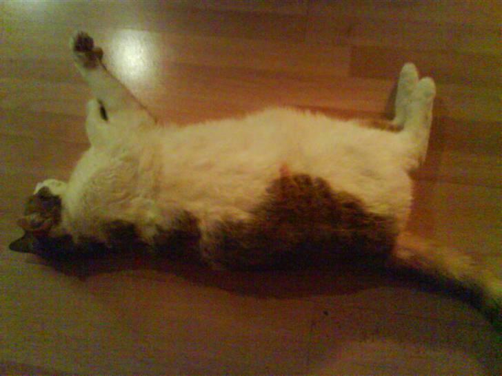 Huskat Garfield <3 billede 2