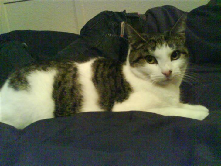 Huskat Findus <3 billede 1