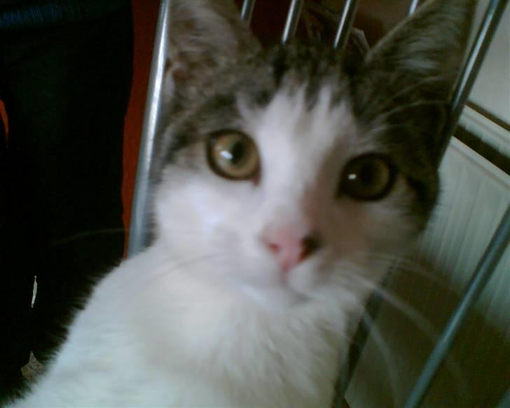 Huskat Findus <3 billede 2