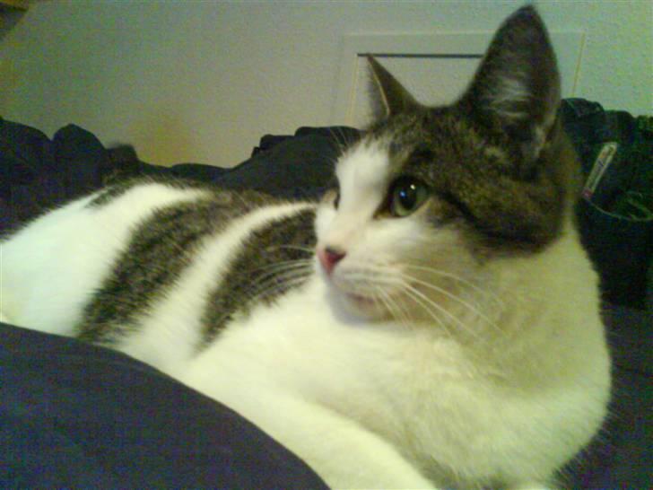 Huskat Findus <3 billede 3