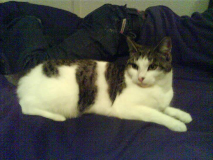 Huskat Findus <3 billede 4