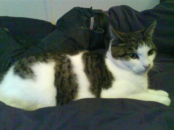 Huskat Findus <3 billede 5