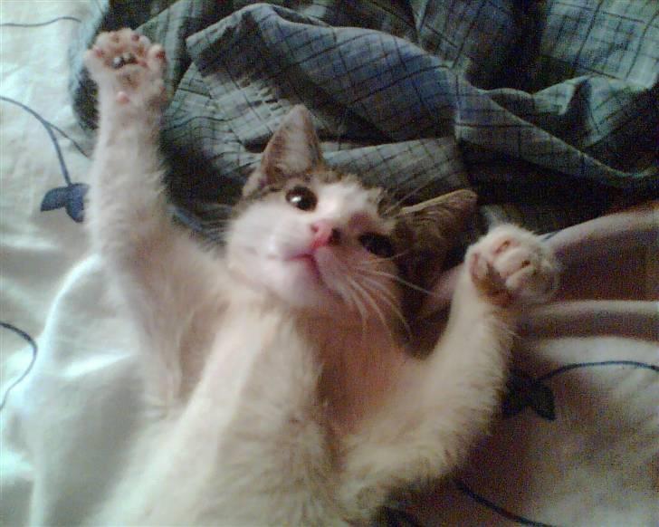 Huskat Findus <3 billede 6