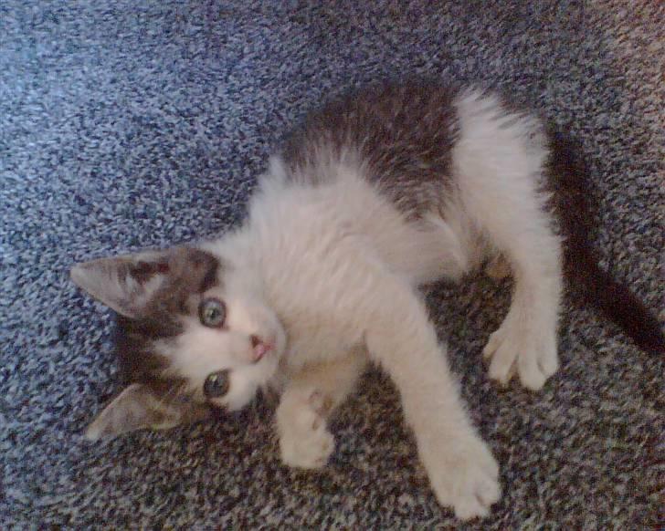 Huskat Findus <3 billede 7