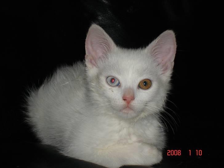 Huskat TILDE DØD billede 8