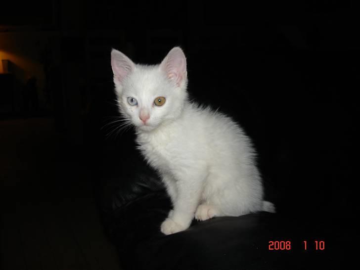 Huskat TILDE DØD billede 9