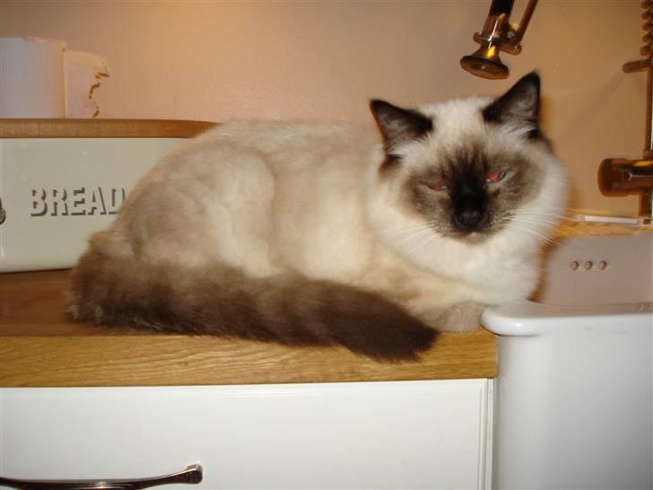 Hellig Birma Morris billede 9