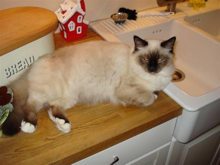 Hellig Birma Morris billede 10