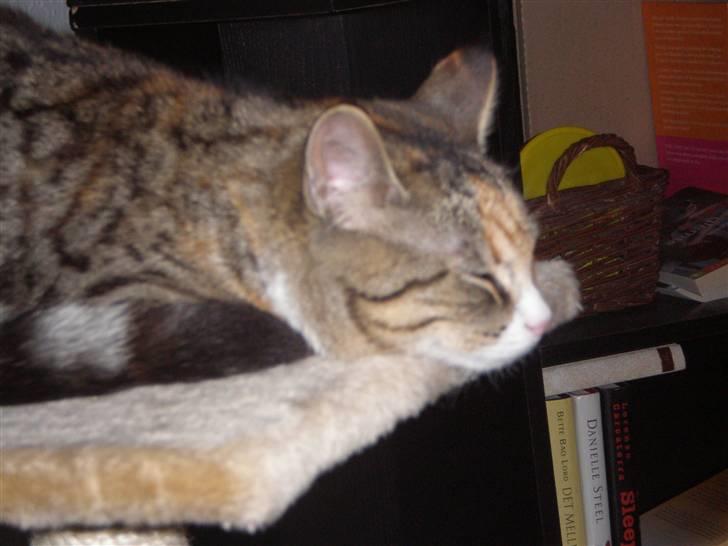 Blanding af racer Daisy billede 8