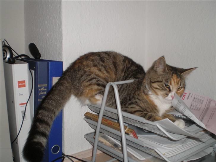 Blanding af racer Daisy billede 9