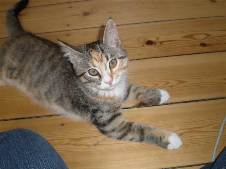 Blanding af racer Daisy billede 10