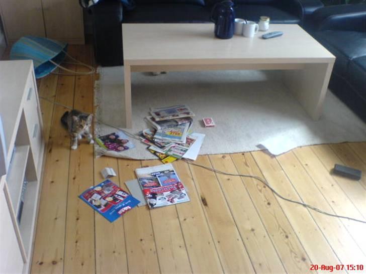 Blanding af racer Daisy billede 11