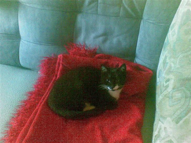 Huskat Kitty billede 9